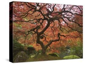 Japanese Maple, Portland Japanese Garden, Oregon, USA-William Sutton-Stretched Canvas