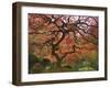 Japanese Maple, Portland Japanese Garden, Oregon, USA-William Sutton-Framed Photographic Print