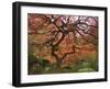 Japanese Maple, Portland Japanese Garden, Oregon, USA-William Sutton-Framed Photographic Print