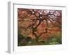 Japanese Maple, Portland Japanese Garden, Oregon, USA-William Sutton-Framed Photographic Print