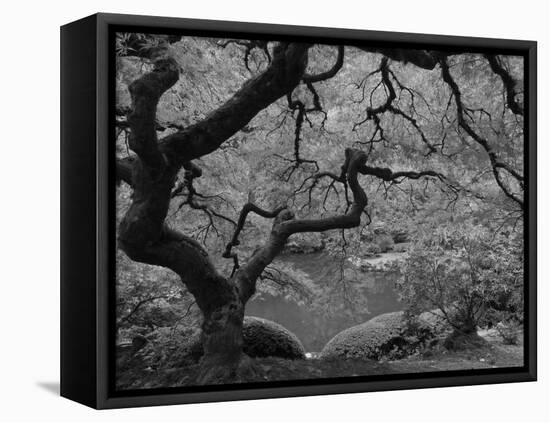 Japanese Maple, Portland Japanese Garden, Oregon, USA-William Sutton-Framed Stretched Canvas