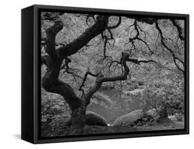 Japanese Maple, Portland Japanese Garden, Oregon, USA-William Sutton-Framed Stretched Canvas