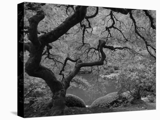 Japanese Maple, Portland Japanese Garden, Oregon, USA-William Sutton-Stretched Canvas