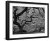 Japanese Maple, Portland Japanese Garden, Oregon, USA-William Sutton-Framed Photographic Print