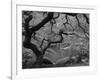 Japanese Maple, Portland Japanese Garden, Oregon, USA-William Sutton-Framed Photographic Print