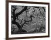 Japanese Maple, Portland Japanese Garden, Oregon, USA-William Sutton-Framed Photographic Print