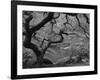 Japanese Maple, Portland Japanese Garden, Oregon, USA-William Sutton-Framed Photographic Print