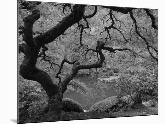 Japanese Maple, Portland Japanese Garden, Oregon, USA-William Sutton-Mounted Photographic Print