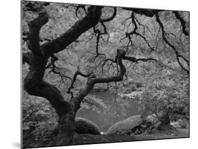 Japanese Maple, Portland Japanese Garden, Oregon, USA-William Sutton-Mounted Photographic Print