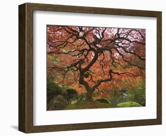 Japanese Maple, Portland Japanese Garden, Oregon, USA-William Sutton-Framed Photographic Print