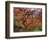 Japanese Maple, Portland Japanese Garden, Oregon, USA-William Sutton-Framed Photographic Print