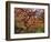 Japanese Maple, Portland Japanese Garden, Oregon, USA-William Sutton-Framed Photographic Print