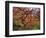 Japanese Maple, Portland Japanese Garden, Oregon, USA-William Sutton-Framed Photographic Print