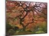 Japanese Maple, Portland Japanese Garden, Oregon, USA-William Sutton-Mounted Photographic Print