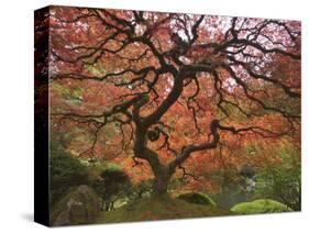 Japanese Maple, Portland Japanese Garden, Oregon, USA-William Sutton-Stretched Canvas