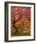 Japanese Maple, Portland Japanese Garden, Oregon, USA-William Sutton-Framed Photographic Print