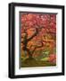 Japanese Maple, Portland Japanese Garden, Oregon, USA-William Sutton-Framed Photographic Print