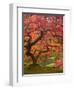 Japanese Maple, Portland Japanese Garden, Oregon, USA-William Sutton-Framed Photographic Print