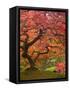 Japanese Maple, Portland Japanese Garden, Oregon, USA-William Sutton-Framed Stretched Canvas