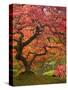 Japanese Maple, Portland Japanese Garden, Oregon, USA-William Sutton-Stretched Canvas