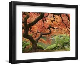 Japanese Maple, Portland Japanese Garden, Oregon, USA-William Sutton-Framed Photographic Print