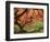 Japanese Maple, Portland Japanese Garden, Oregon, USA-William Sutton-Framed Photographic Print