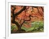 Japanese Maple, Portland Japanese Garden, Oregon, USA-William Sutton-Framed Photographic Print