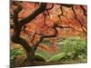 Japanese Maple, Portland Japanese Garden, Oregon, USA-William Sutton-Mounted Photographic Print