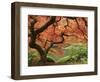 Japanese Maple, Portland Japanese Garden, Oregon, USA-William Sutton-Framed Photographic Print