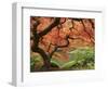 Japanese Maple, Portland Japanese Garden, Oregon, USA-William Sutton-Framed Photographic Print