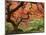 Japanese Maple, Portland Japanese Garden, Oregon, USA-William Sutton-Mounted Photographic Print