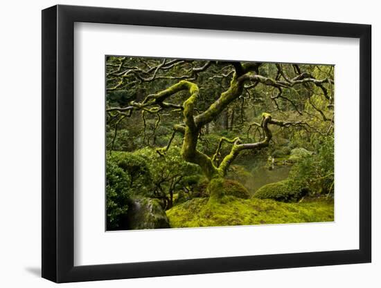 Japanese Maple, Portland Japanese Garden, Portland, Oregon (PR)-Michel Hersen-Framed Photographic Print