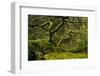 Japanese Maple, Portland Japanese Garden, Portland, Oregon (PR)-Michel Hersen-Framed Photographic Print