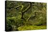 Japanese Maple, Portland Japanese Garden, Portland, Oregon (PR)-Michel Hersen-Stretched Canvas