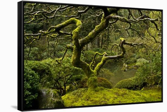 Japanese Maple, Portland Japanese Garden, Portland, Oregon (PR)-Michel Hersen-Framed Stretched Canvas