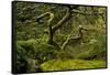 Japanese Maple, Portland Japanese Garden, Portland, Oregon (PR)-Michel Hersen-Framed Stretched Canvas