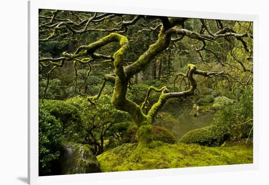 Japanese Maple, Portland Japanese Garden, Portland, Oregon (PR)-Michel Hersen-Framed Photographic Print