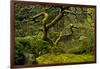 Japanese Maple, Portland Japanese Garden, Portland, Oregon (PR)-Michel Hersen-Framed Photographic Print