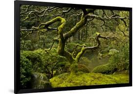 Japanese Maple, Portland Japanese Garden, Portland, Oregon (PR)-Michel Hersen-Framed Photographic Print