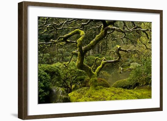 Japanese Maple, Portland Japanese Garden, Portland, Oregon (PR)-Michel Hersen-Framed Photographic Print