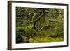 Japanese Maple, Portland Japanese Garden, Portland, Oregon (PR)-Michel Hersen-Framed Photographic Print