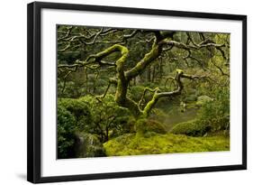 Japanese Maple, Portland Japanese Garden, Portland, Oregon (PR)-Michel Hersen-Framed Photographic Print