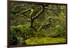 Japanese Maple, Portland Japanese Garden, Portland, Oregon (PR)-Michel Hersen-Framed Premium Photographic Print