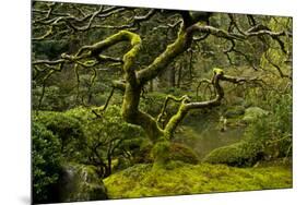 Japanese Maple, Portland Japanese Garden, Portland, Oregon (PR)-Michel Hersen-Mounted Premium Photographic Print