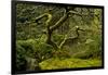 Japanese Maple, Portland Japanese Garden, Portland, Oregon (PR)-Michel Hersen-Framed Premium Photographic Print