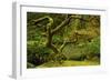 Japanese Maple, Portland Japanese Garden, Portland, Oregon, Usa-Michel Hersen-Framed Photographic Print