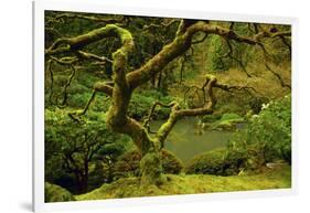 Japanese Maple, Portland Japanese Garden, Portland, Oregon, Usa-Michel Hersen-Framed Photographic Print