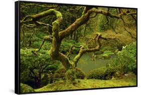 Japanese Maple, Portland Japanese Garden, Portland, Oregon, Usa-Michel Hersen-Framed Stretched Canvas