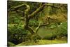 Japanese Maple, Portland Japanese Garden, Portland, Oregon, Usa-Michel Hersen-Stretched Canvas