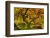 Japanese Maple, Portland Japanese Garden, Portland, Oregon, Usa-Michel Hersen-Framed Photographic Print